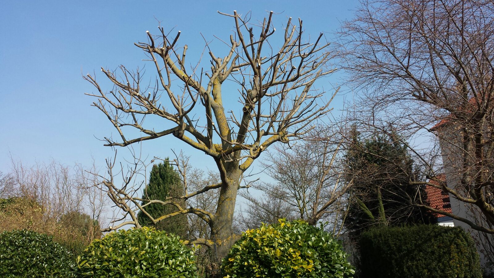 Garten Pflege - Gartengestaltung und Landschaftsbau Speyer